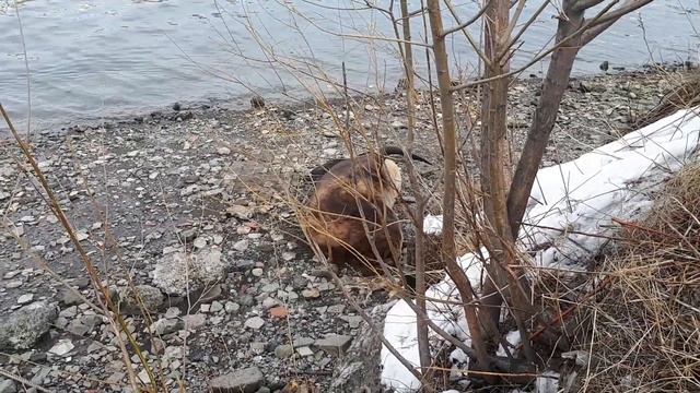 В центре Петропавловска взрослые сивучи устроили лежбище смотреть онлайн