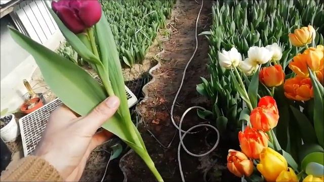 ОБЗОР О ПИОНОВИДНЫХ ТЮЛЬПАНАХ ОТ 16 ФЕВРАЛЯ 2020г.