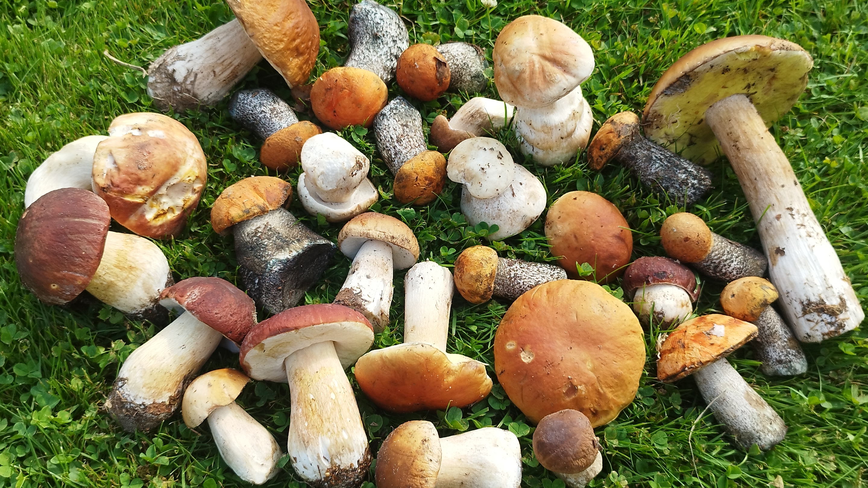 Белые грибы и подосиновики собираем в воскресенье с сыном. смотреть онлайн