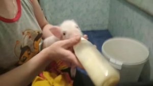 Как выкормить НОВОРОЖДЁННЫХ ПОРОСЯТ!!!!