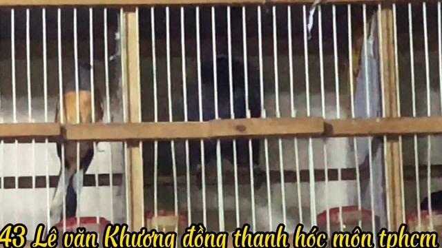 17/10/22 -khứu bạc 1tr000+1tr200 смотреть онлайн