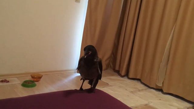 Перебираем вороне перышки смотреть онлайн