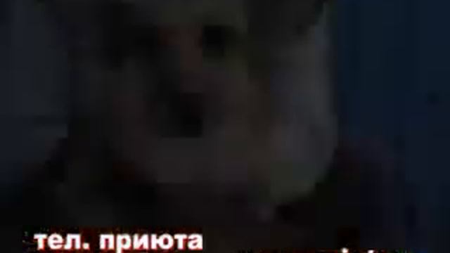 Звериная компания 20 мая 2008 года смотреть онлайн
