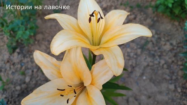 ? Встреча с бывшей мужа была шокирующей, ведь теперь надо было взять ответственность за ее дочь .. смотреть онлайн