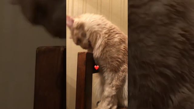 😻Гера❤ смотреть онлайн