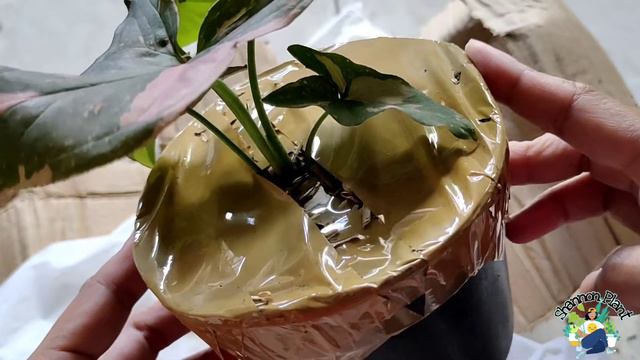 Syngonium Pink Splash Unboxing | Koleksi Tanaman Hias | Review