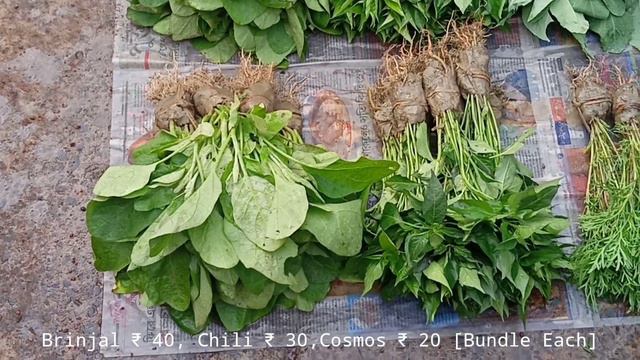 Stock Plant Peace Lily Syzygium Calendula Bougainvillea Petunia Plant Bulb |Galiff Street Kolkata смотреть онлайн