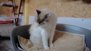 Жизнь кошек в приюте.  Приют для кошек "Лис".  Как живут кошки в кошачьем приюте ?