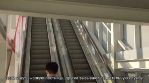 Попугай улетел на улицу, SOS!
