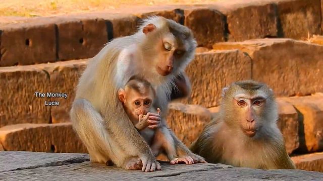 amazing way to see Luna catching and carrying Rainbow like her own baby like that, So smart adorabl смотреть онлайн