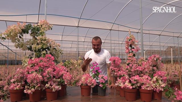 PRIMAVERA MESCLADA - Uma novidade SPAGNHOL PLANTAS смотреть онлайн