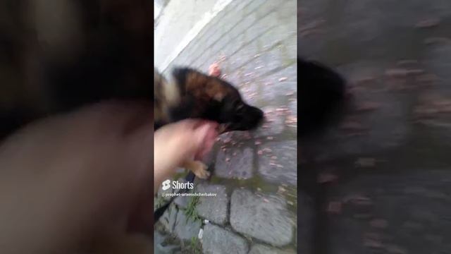 0.30.×430.DARICK.€£.РЫК.ФАРШ.РЫНОК.26.01. 2024.PROPHET. SHCHERBAKOV. ЩЕРБАКОВ АРТЕМ. DOG. СОБАКА.