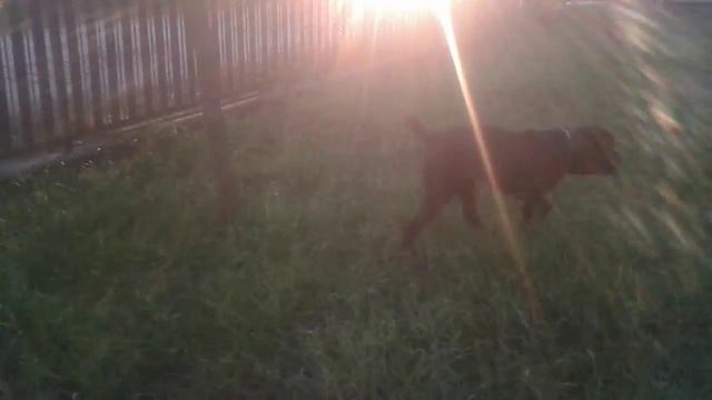 Кане Корсо Лучшая защита, cane corso The Best Protection смотреть онлайн