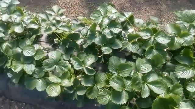 Открытый грунт клубника смотреть онлайн