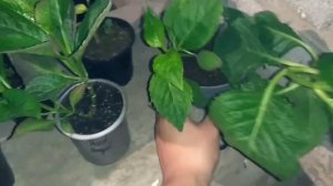 Получила посылку от Галины Гуськовой из Белореченска. 14.06.2022г. @user-ne2ri6eb9o