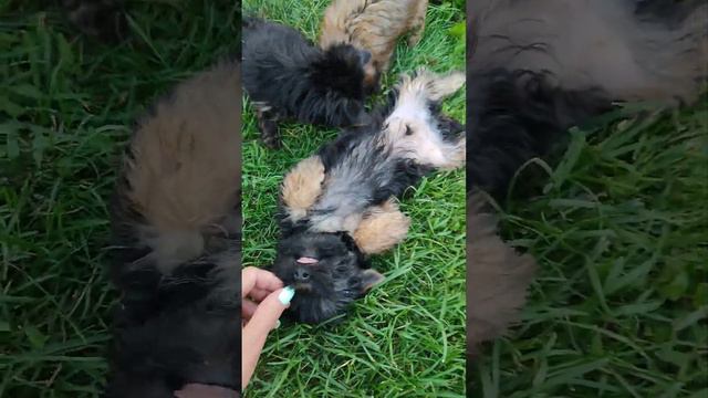Продажа😃Питомник Йорк & Шпиц.Elite Pets,Крым, Евпатория +79788972514 Доставка возможна 🥰 смотреть онлайн