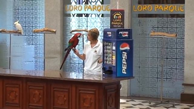 Шоу попугаев (show parrots ) смотреть онлайн