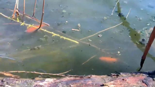 Свобода Золотым Рыбкам смотреть онлайн