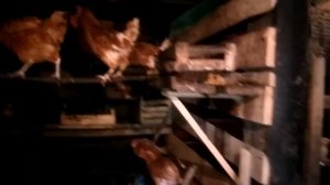 КОРМИТЕ НЕСУШЕК ТАК, тогда будут крепкие яйца и яркие желтки!