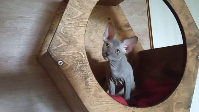 #сфинкс котята украинский левкой свободны смотреть онлайн