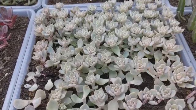 Новый товар: Набор суккулентов для флорариума. смотреть онлайн