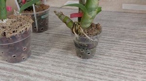 Полив морковок - важнейшая составляющая для активного роста. Катасетум или орхидея морковка.