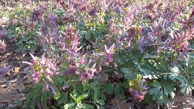 Под Камышином цветет хохлатка Галлера смотреть онлайн