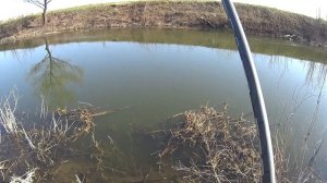 Ловля ПЛОТВЫ весной.ПОПЛАВОЧНАЯ удочка.