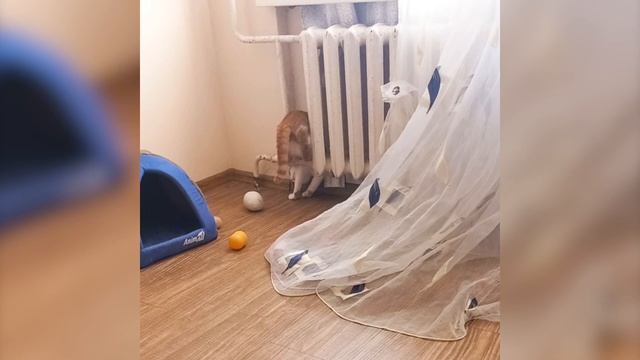 Что нужно делать, чтобы подобрать кошку с улицы смотреть онлайн