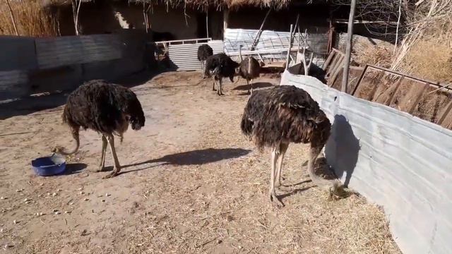 Tuya qush biznesi смотреть онлайн