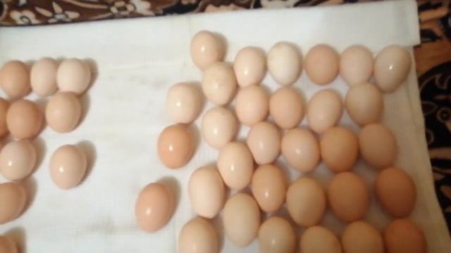 Получила инкубационное яйцо из Ставрополя порода Плимутрок смотреть онлайн