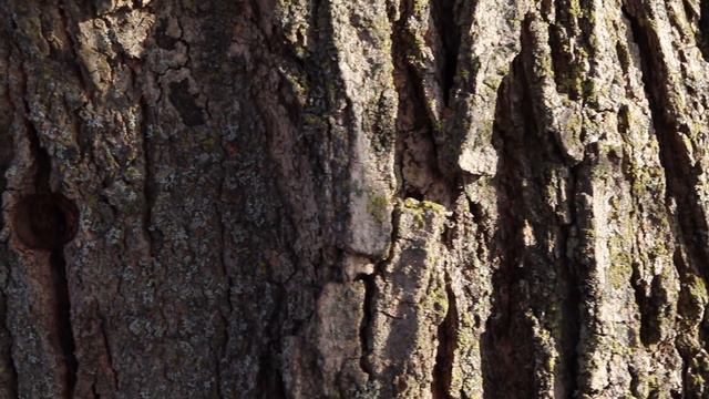 Does Collecting Maple Sap Hurt the Tree? смотреть онлайн