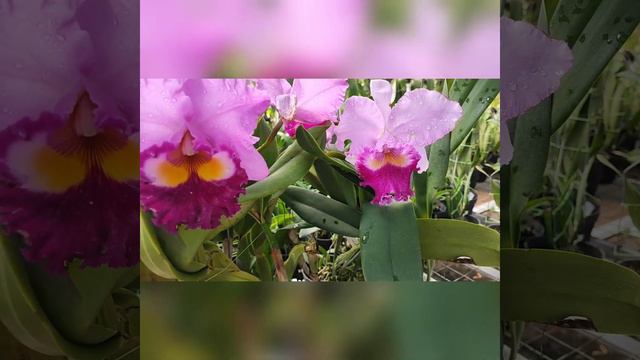 Rlc. Pamela Finney & Rlc. Taichung Beauty смотреть онлайн
