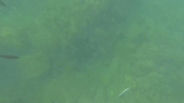 ПОДВОДНАЯ ОХОТА ЧЕРНОЕ МОРЕ ВРЕМЯ КЕФАЛИ MULLET TIME BLACK SEA SPEARFISHING