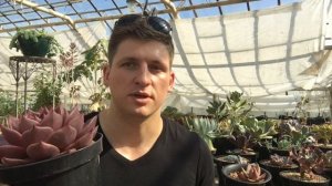 Эчеверия (Echeveria) - уход, размножение,  тонкости выращивания