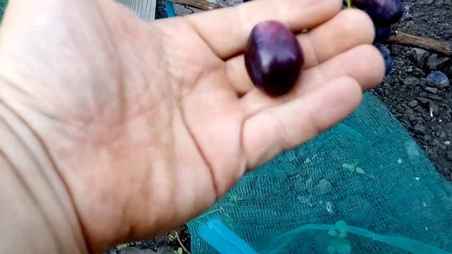 Виноград Фурор - 2018 год смотреть онлайн