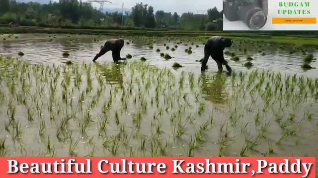 Full Beautiful Kashmiri Song Boi Aami Bare Bare Nadas / MrKoshur смотреть онлайн