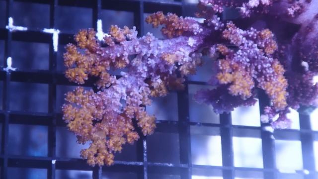 Caring for Non-Photosynthetic Corals with Levi Peterson from Quality Goldfish (NPS Corals) смотреть онлайн