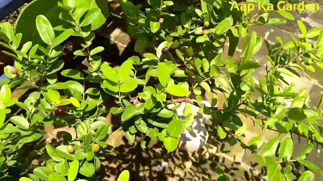 How to grow and care karonda plant /carissa carandas /carissa spinarum смотреть онлайн