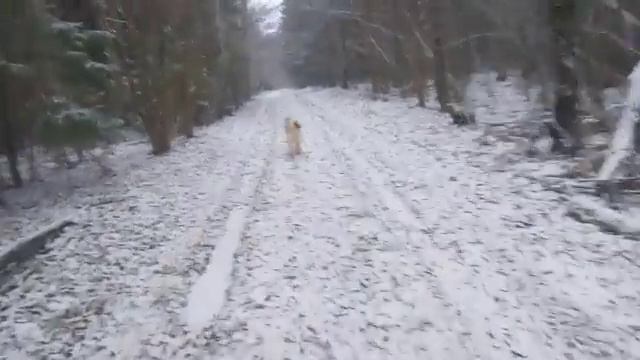 Встретил зиму на охоте с лайками смотреть онлайн
