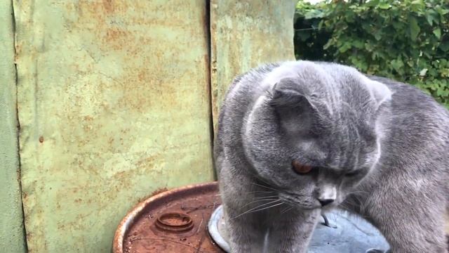 Загробный мир для котов, куда уходят кошки после смерти? смотреть онлайн