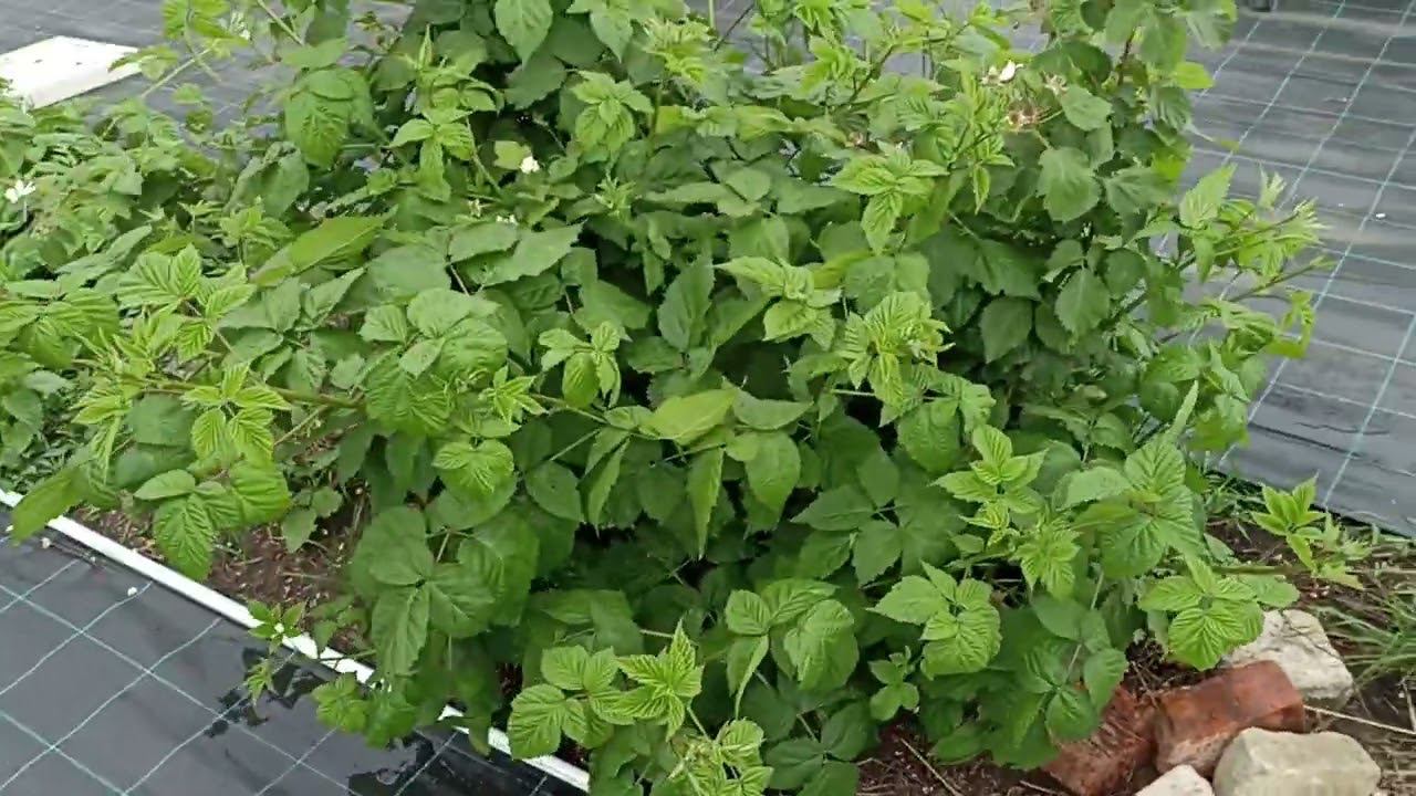 устанавливаем струйный полив на малине и ежевики. моя придумка. смотреть онлайн