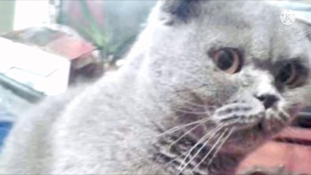 Из грустных глаз текли слезы. Хозяева принесли усыплять молодую и здоровую кошку смотреть онлайн