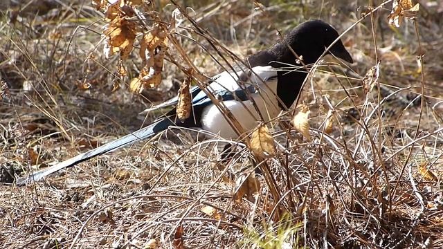 Сорока в лесу-3. смотреть онлайн