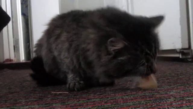 Мой Кот Пушок кушает НЕ только колбасу но и ... смотреть онлайн