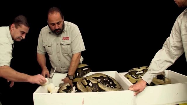 Python Breeding 101 : Episode 1 смотреть онлайн