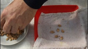 Момордика. Как легко  и просто прорастить семена.