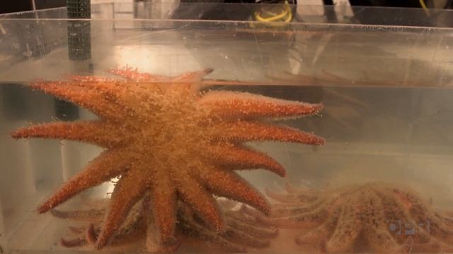 Pacific Northwest scientists strive to save the sunflower sea star | Oregon Field Guide смотреть онлайн