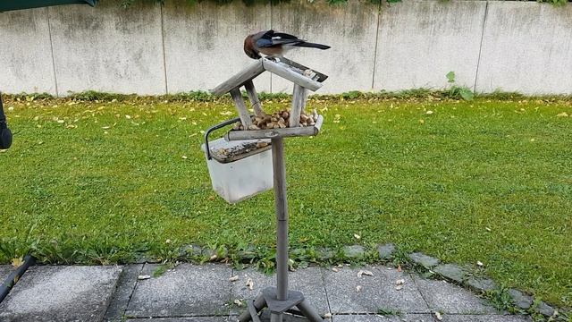 Сойки едят арахис смотреть онлайн