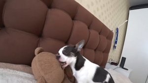 Как правильно кормить чихуахуа